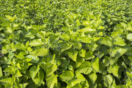 茂盛的桑树图片-茂盛的桑树素材-茂盛的桑树插画-摄图新视界