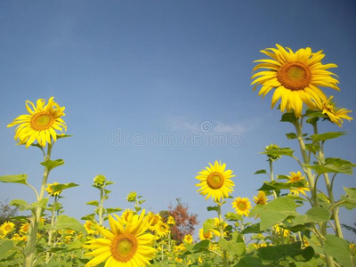 夏季向日葵