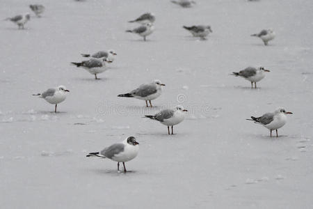 冻湖上的海鸥群