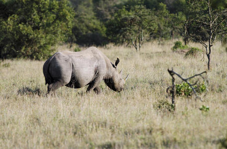 肯尼亚大草原上的黑犀牛图片