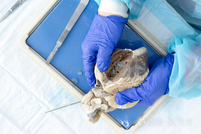 解剖课上解剖绵羊心脏
