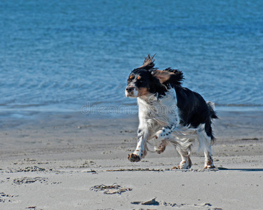 在海滩上奔跑的可卡猎犬