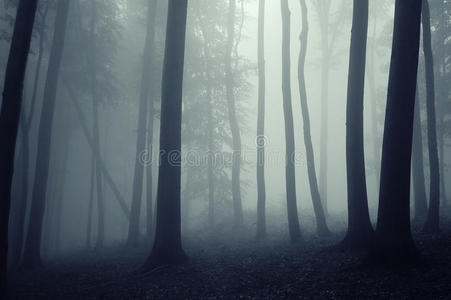 gui 设置项目按钮和图标幽暗恐怖的神秘森林带着蓝色的雾幽暗的森林