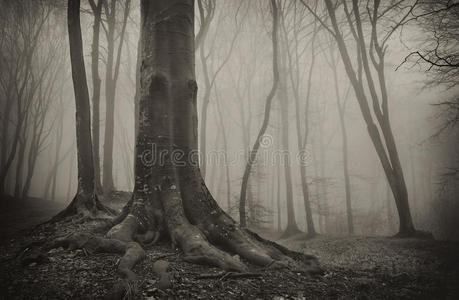 幽暗神秘的森林,有老树和雾照片