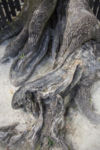 树根形态