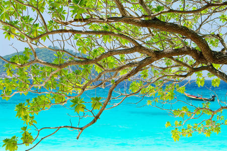 背景是美丽的蓝海上的树