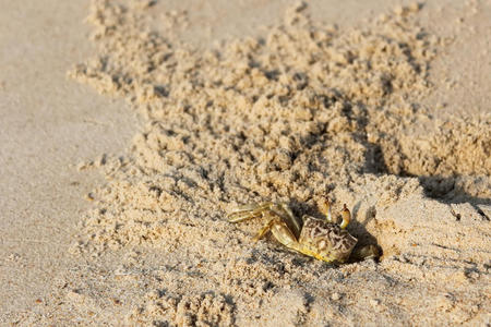 螃蟹在沙滩上向沙子借东西