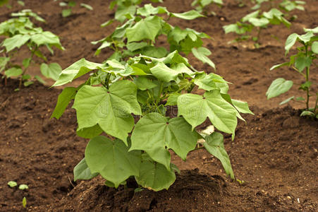 棉花植物生长棉花幼苗照片