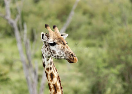 一只美丽长颈鹿的特写镜头