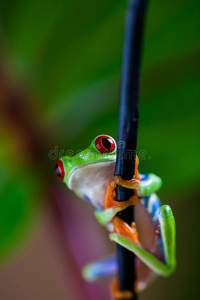 美丽的 好奇心 神秘 窗帘 丛林 眼睛 青蛙 巴拿马 宠物