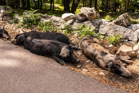 森林里的野猪，法国的科西嘉岛，欧洲