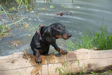 腊肠小狗游泳后爬出湖上的原木图片