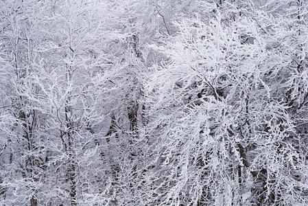 白雪覆盖的树枝