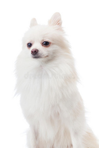 白色波美拉尼亚犬画像