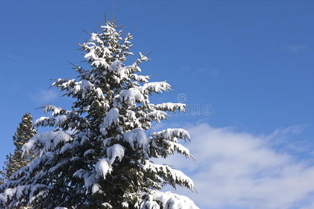 白雪覆盖的树。