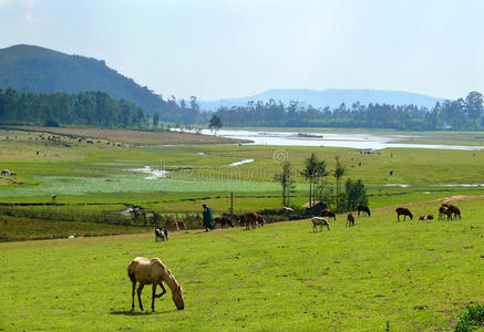 非洲，埃塞俄比亚。山形惊人。牧场。马是e