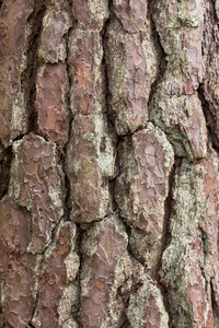 松树皮结构