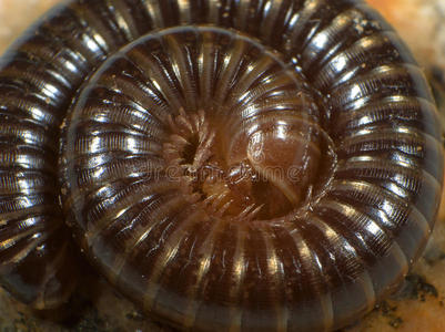 diplopodology卷起千足虫宏照片