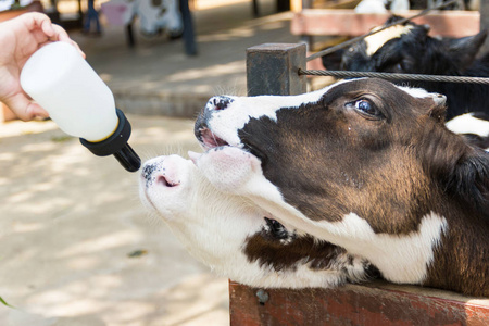 泰国饲养场男子用奶瓶喂养特写奶牛。