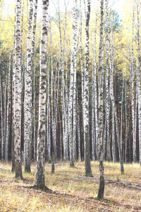 美丽的景色与桦树林中的桦树在黄色的秋天，桦林在十月，以及其他桦树林中的桦树