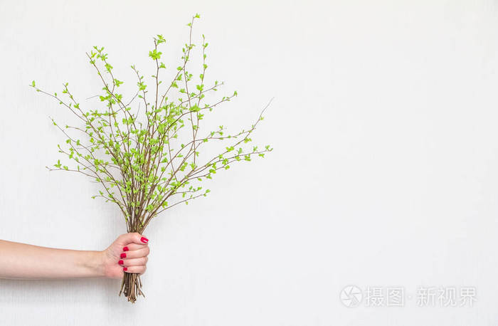 雌性手拿着一束绿色的春天树枝在白色的背景上.