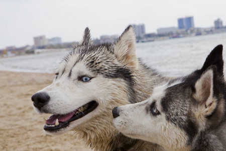 几只哈士奇狗在海边玩海天城的背景