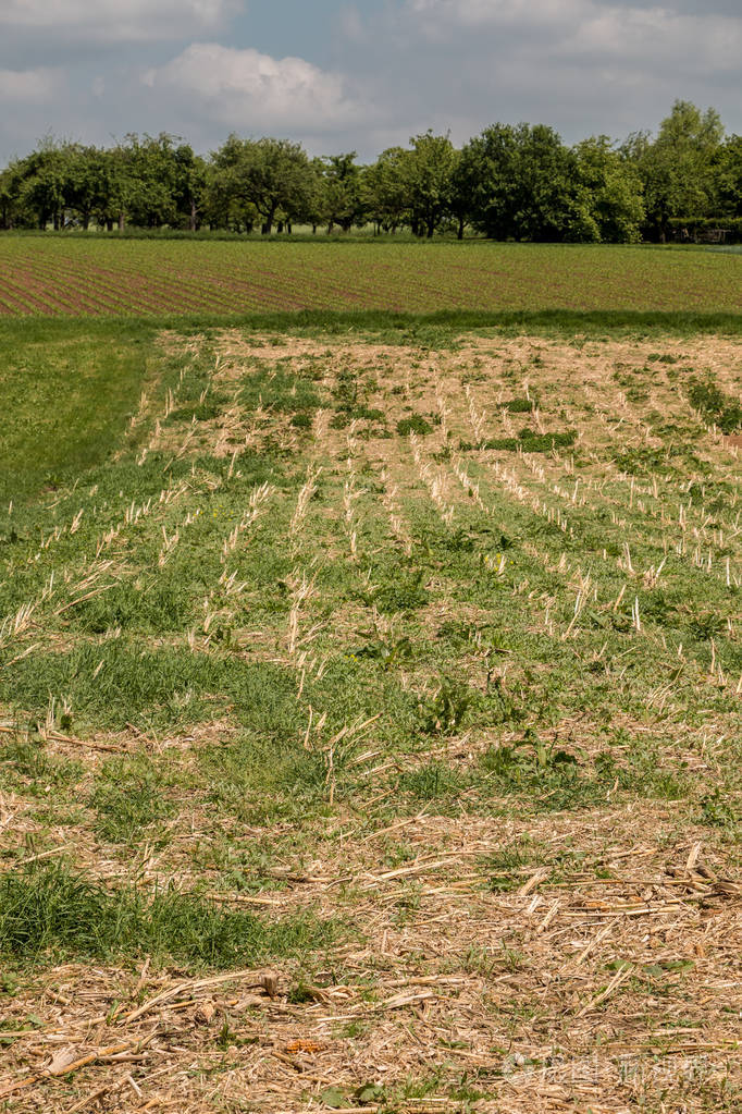 有森林田野和草地的德国农村