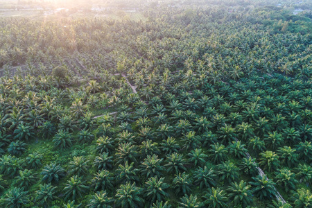 油棕种植场鸟瞰阳光浅绿树型图片