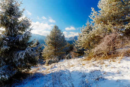 美丽的山雪景观和雪覆盖树木。阳光灿烂的日子，在山上