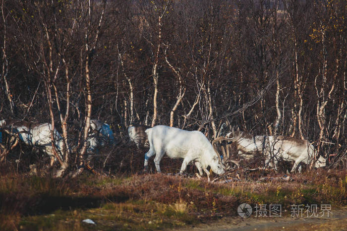 挪威芬马克县Nordkapp附近的驯鹿牧民放牧和过马路