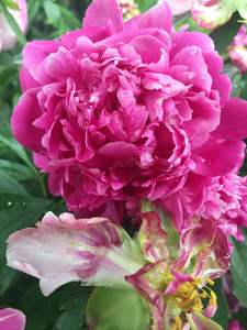 粉红色的牡丹花瓣在花园里绽放
