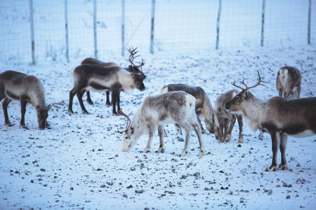 一群驯鹿驯鹿放牧在瑞典北部白雪皑皑的风景中，靠近挪威拉普兰