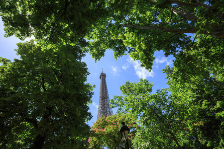 埃菲尔铁塔经历一夏天天树图片