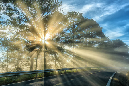 阳光透过松林路照下来,雾蒙蒙的早晨,闪闪发光的光线照射在幻想之下