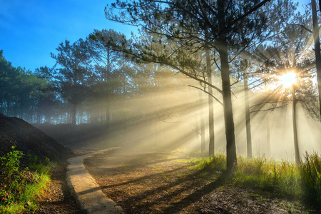 阳光透过松林路照下来,雾蒙蒙的早晨,闪闪发光的光线照射在幻想之下