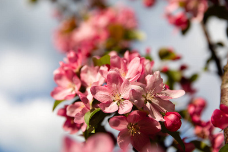 春天在苹果树上开花图片