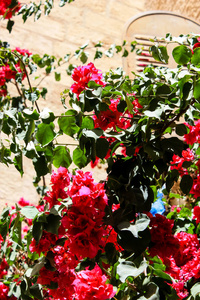 耶路撒冷老城街上鲜花与大自然的特写