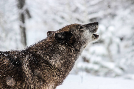 孤独的狼嚎叫图片-孤独的狼嚎叫素材-孤独的狼嚎叫插画-摄图新视界