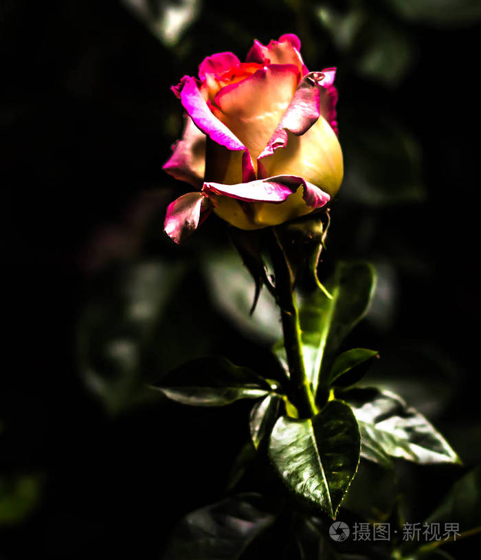 玫瑰在自然光下