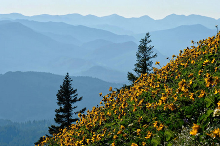 俄勒冈州草地上的Arnica花。 向日葵或箭叶香根在山丘上，背景是山脉。 哥伦比亚河峡的狗山。 华盛顿。 西雅图。 美利坚合众国