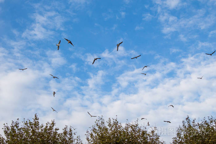 一群鸟在天空中飞翔