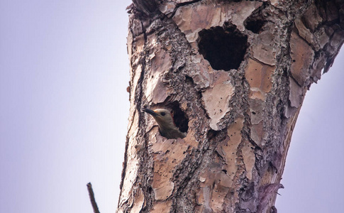 红腹啄木鸟在佛罗里达州的巢洞中的黑色