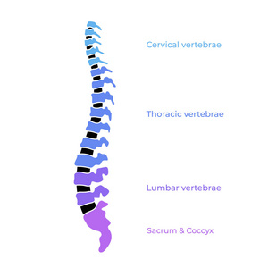 矢量人体脊柱结构孤立剪影插图海报与颈椎胸腰骶骨尾椎。 医疗标志元素。 椎体图标符号设计。 脊柱侧凸的概念