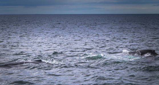 胡萨维克2018年5月7日座头鲸在冰岛胡萨维克观鲸之旅