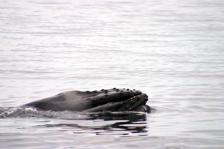 大西洋灰鲸尾鳍