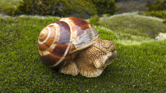陆地蜗牛乌恰蒂纳富里卡。