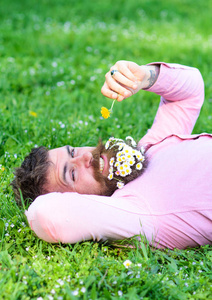 有男子气概的雏菊在胡子放松。胡子人与菊花花在胡须躺在草地, 草的背景。过敏和抗组胺的概念。脸上带着胡子的男人嗅到了蒲公英