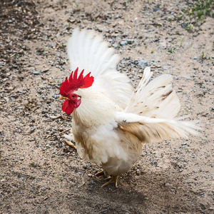 公鸡拍翅膀图片