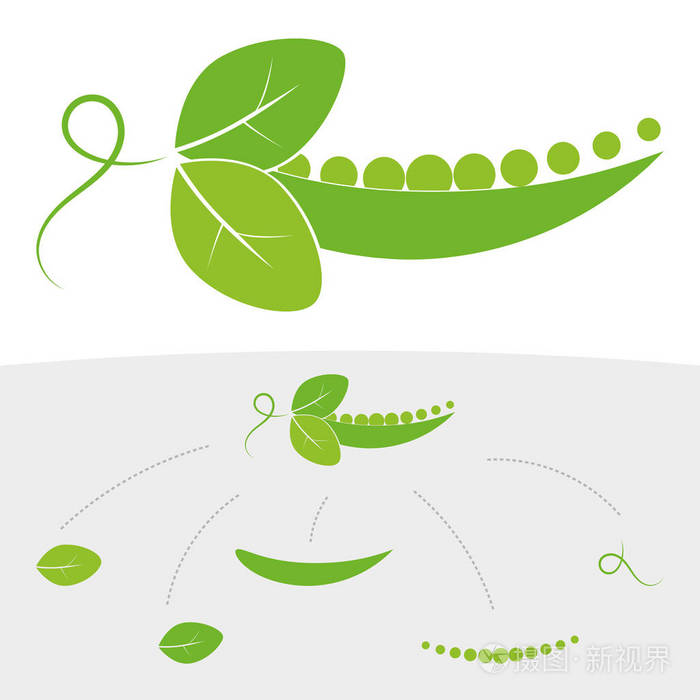 绿色豌豆的矢量图像以豆荚为单位带有叶子用于标志和图标在白色背景上