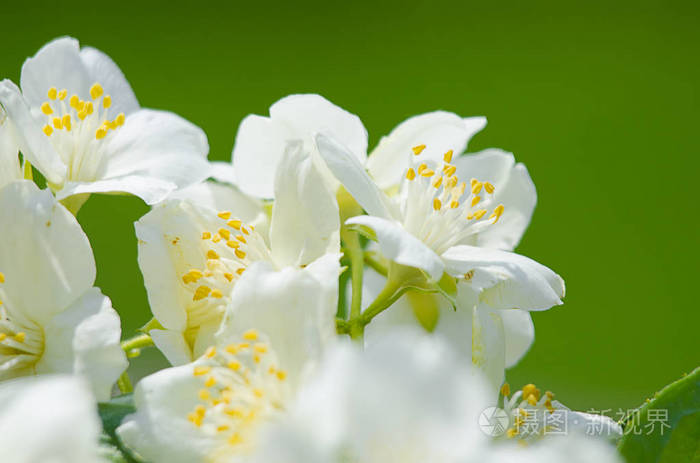 春天清新的空气中一支芬芳的白色茉莉花